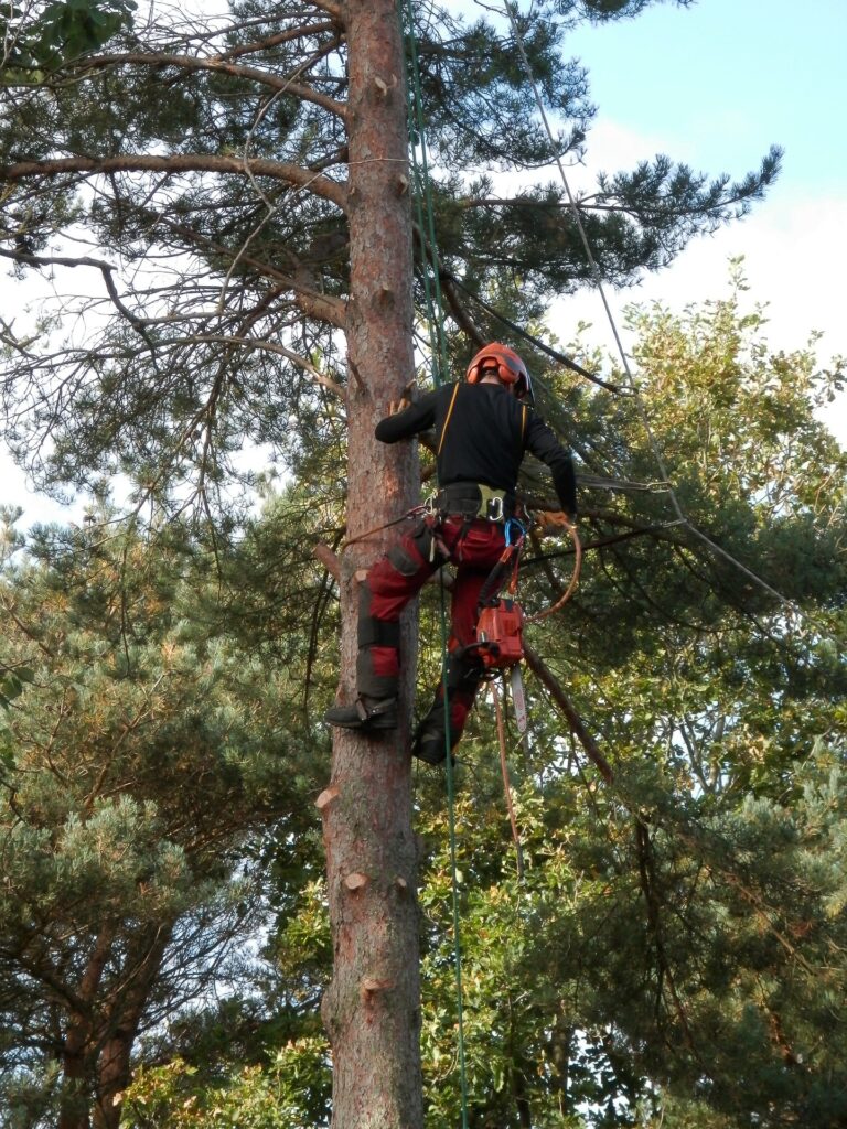 Baumschutz Leverkusen