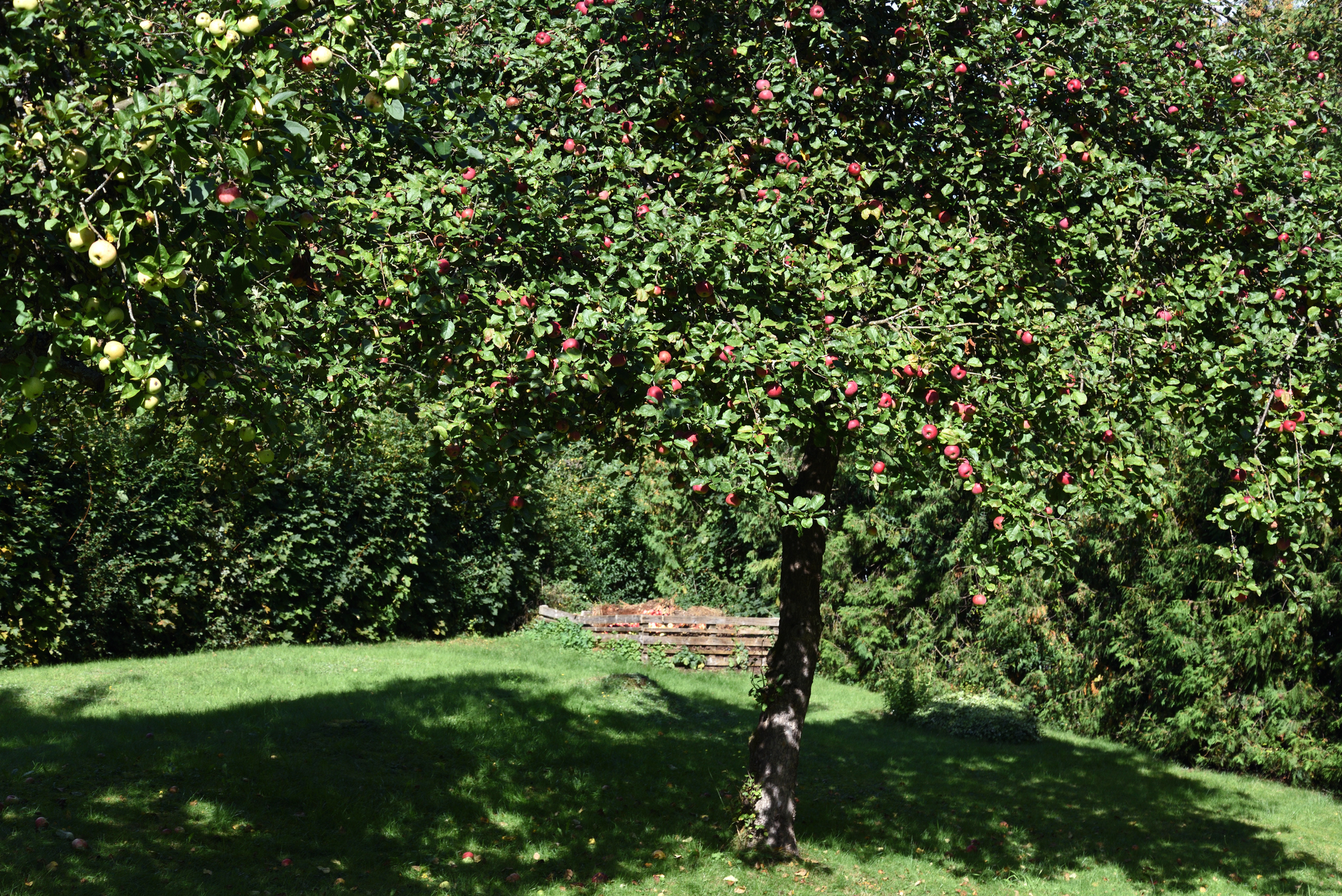 Apfelbaum schneiden Obstbaumschnitt Baumpflege Leverkusen